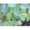 sukan ~ daun bangun-bangun ~ coleus amboinicus lour ~ plectranthus amboinicus ( l.) spreng.~ indonesian daun jinten, bangun-bangun, daun hati-hati ~ sukan ~ acerang ~ daun kucing, daun kambing ~ majha nereng ~ iwak ~ golong * * sms= + 6285876389979 * * sm