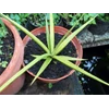 sansevieria gracilis original variegata