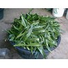 bahan pewarna hijau alami daun suji ~ dracaena angustifolia ( medik.) roxb. ~ indonesian daun suji ~ pandan betawii * * sms= + 6285876389979 * * sms= + 6281901389117 * * sms= + 6281326220589 * * nurida479@ rocketmail.com