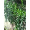 bibit	 daun suji ~ suji ~ dracaena angustifolia ( medik.) roxb. ~ pleomele angustifolia ( medik.) n.e. br. ~ indonesian bahan pewarna hijau alami. * * sms= + 6285876389979 * * sms= + 6281901389117 * * sms= + 6281326220589 * * nurida479@ rocketmail.com