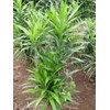 pandan betawi ~ daun suji ~ suji ~ dracaena angustifolia ( medik.) roxb. ~ indonesian bahan pewarna hijau alami. * * sms= + 6285876389979 * * sms= + 6281901389117 * * sms= + 6281326220589 * * nurida479@ rocketmail.com