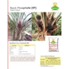pupuk rock phosphate (rp) egypt & peru