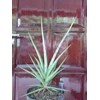 sansevieria lady charm 3