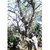 pohon kamboja besar