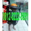 0812-8222-8891 bee net topi/ masker pelindung dari lebah, masker anti lebah( anti insect mask) murah di jakarta indonesia.
