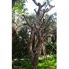 pohon kamboja besar-4