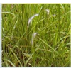 alang alang~ cogon grass, satintail, ~ blady grass ~ imperata cylindrica ( l.) beauv. ~ indonesian ilalang, alang-alang ~ eurih ~ ambengan ~ kogon grass...~ bai mao gen ~ chigaya. * * sms= + 6285876389979 * * sms= + 6281326220589 * * sms= + 6287831993208
