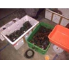 kepiting bakau papua-3