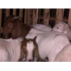 kambing saanen, kambing boer, kambing etawa, domba morino dan domba texel-3