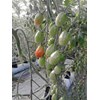 cherry tomatoes, tomat ceerri-1