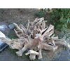 akar jati bagus diameter 2 meter, beautiful root teak wood diameter 2 metre.
