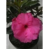hassadee pink