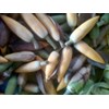 kembang cempoko putih ~ michelia alba dc. ~ indonesian cempaka putih, kembang kantil ~ white champaca ~ tsampakang puti * * sms= + 6281326220589 * * sms= + 6281901389117 * * sms= + 6285876389979 * * nurida479@ yahoo.com