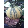 jeruk sunkist variegata-1