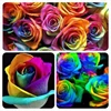 benih / bibit bunga mawar pelangi ( rainbow rose)