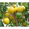 bibit pohon abiu sawo australia