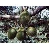 bibit pohon durian d24-1