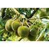 bibit pohon durian cane-1