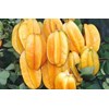 bibit pohon belimbing dewi-1
