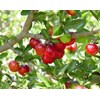 bibit pohon barbados cherry-1