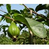 bibit pohon jambu biji sukun merah-1