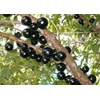 bibit pohon jaboticaba anggur brazil-1