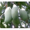 bibit pohon mangga koniyom-1