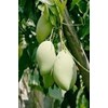 bibit pohon mangga namdokmai-1