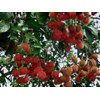 bibit pohon rambutan binjai-1