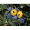 bibit pohon plum-1