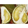 daging durian beku-1