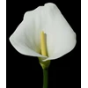 bunga lily imitasi terbuat dari sponeva-2