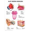 carta, alat indera manusia
