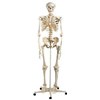 torso kerangka manusia