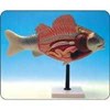model ikan