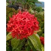 bunga soka merah ~ bunga soka ~ soka ~ ixora coccinea l. ~ indonesia: soka ~ burning love ~ jungle flame ~ santan * * sms= + 6281326220589 * * sms= + 6281901389117 * * sms= + 6285876389979 * * nurida479@ yahoo.com * * klasifikasi kingdom: plantae ( tumbuh