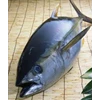 ikan tuna ( tuna and baby tuna)-2