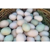 telur ayam kampung