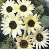 benih bunga matahari putih italian white sunflower bisa di tanam di pot atau di taman-1