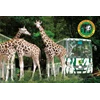 agen tiket taman safari sukabumi | tlp: 085659226223 | travel taman safari sukabumi | agen tiket taman safari di sukabumi | travel tour taman safari di sukabumi | paket wisata jual tiket taman safari di sukabumi | harga tiket taman safari di sukabumi tike
