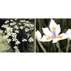 benih bunga tanaman hias fortnight lily bunga lili mirip iris