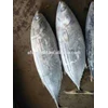 ikan tongkol ( kenyar) & tuna beku