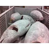 ikan tongkol ( kenyar) & tuna beku-1