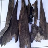 kayu gaharu superking irian jaya papua