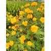 tanaman kenikir ~ cosmos caudatus ~ indonesian kenikir ~ daun kenikir ~ kenikir ~ curing ~ cosmos caudatus * * sms= + 6281-32622-0589 * * sms= + 6281-901-389-117 * * sms= + 62858-7638-9979 * * nurida479@ yahoo.com