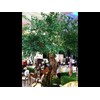 pohon sakura, pohon mapple, pohon ginko-1