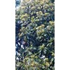 sell clove seeds from tana toraja indonesia