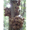 pupuk durian berbuah hingga batang-3