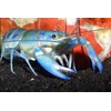 lobster air tawar-1
