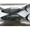 ikan tongkol aluran-1